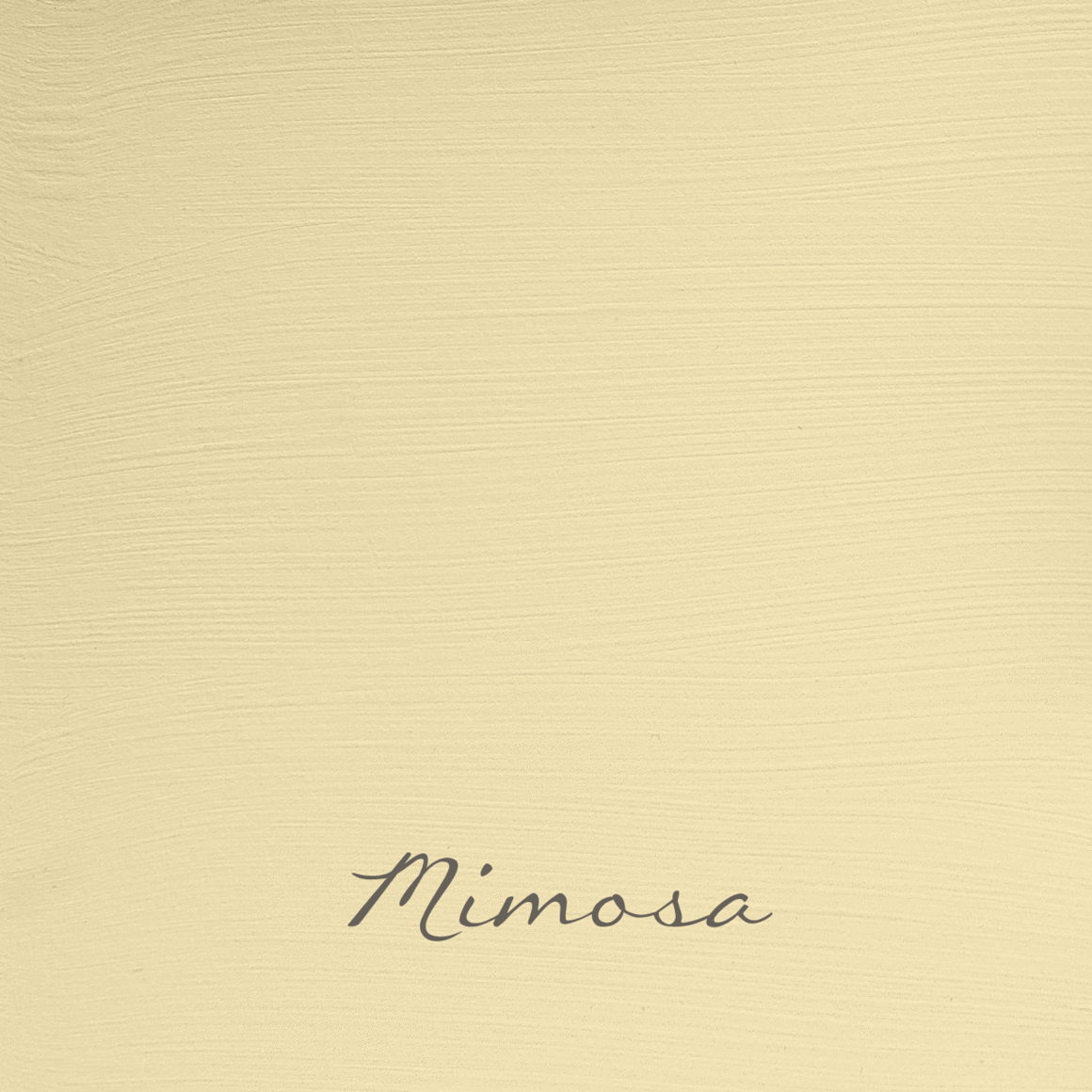 Mimosa - Foresta