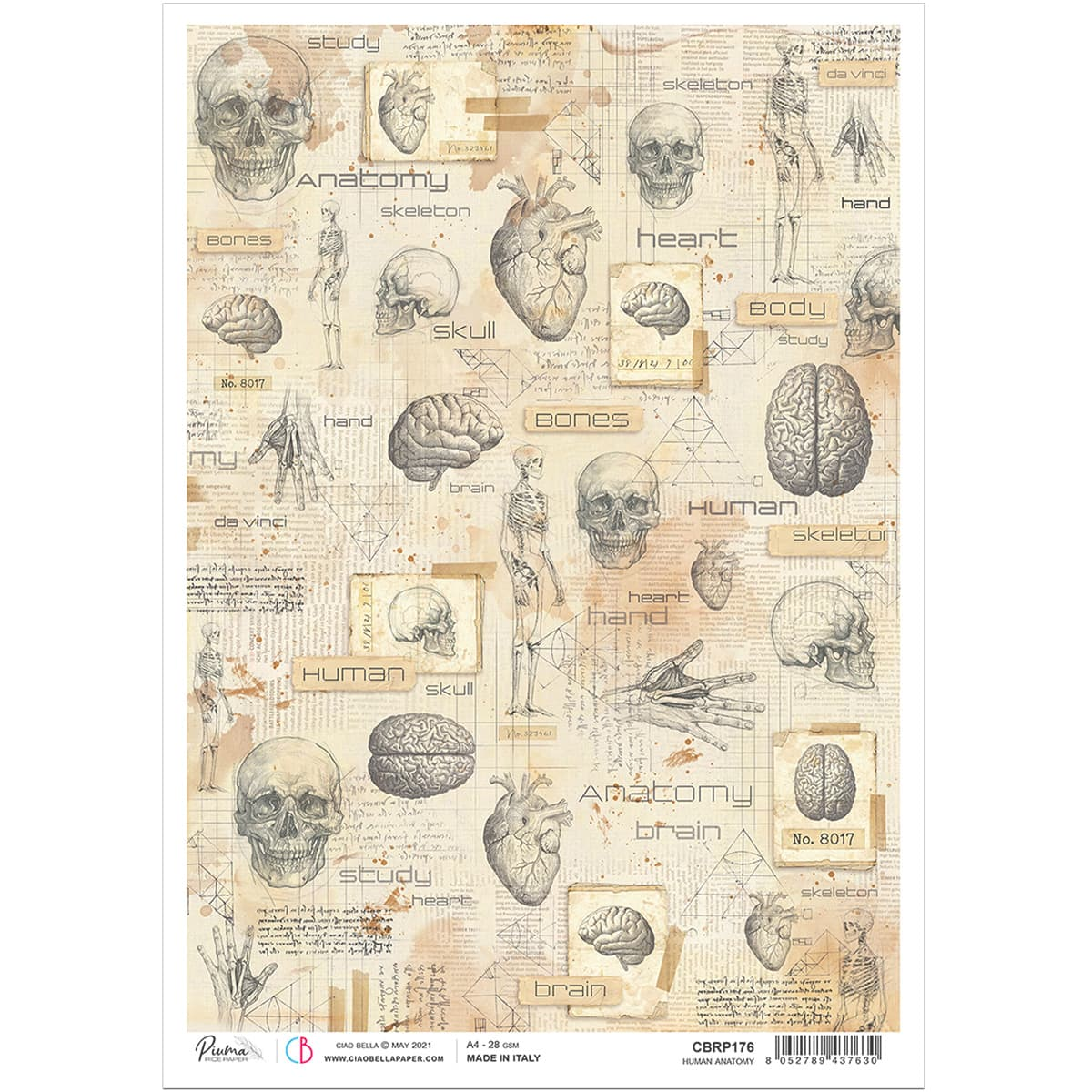 Piuma A4 Decoupage Paper - Human Anatomy - CBRP0176